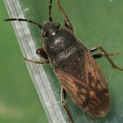 Megalonotus chiragra